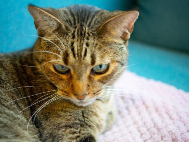 Güzel Tekir kedi pembe bir battaniyede dinleniyor