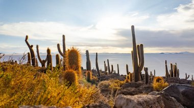 Incahuasi island in uyuni salt flat Bolivia clipart