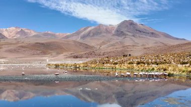 Nor Lpez Bolivya 'daki kokuşmuş Laguna Hedionda gölünde bir grup And Pembesi flamingo.