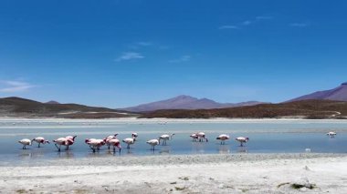 Nor Lpez Bolivya 'daki kokuşmuş Laguna Hedionda gölünde bir grup And Pembesi flamingo.