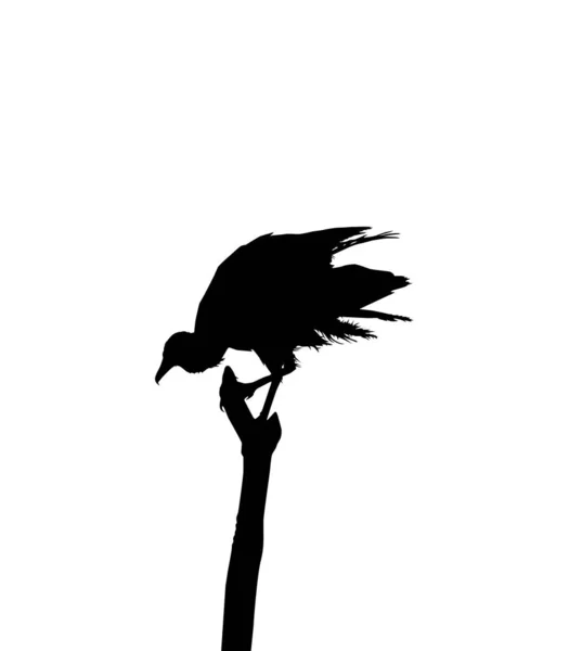 Silhueta Abutre Negro Pássaro Com Base Minha Fotografia Como Referência — Vetor de Stock