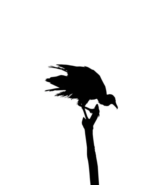 Silhouette Black Vulture Bird Based Photography Image Reference Location Nickerie — стоковий вектор