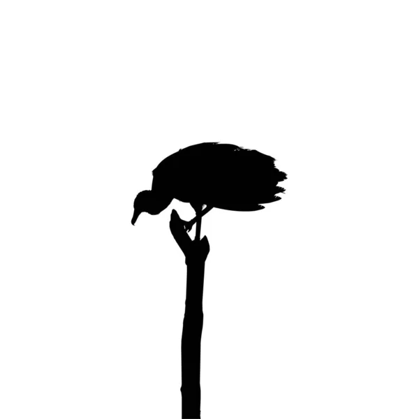 Silueta Del Pájaro Buitre Negro Basado Fotografía Como Referencia Imagen — Vector de stock