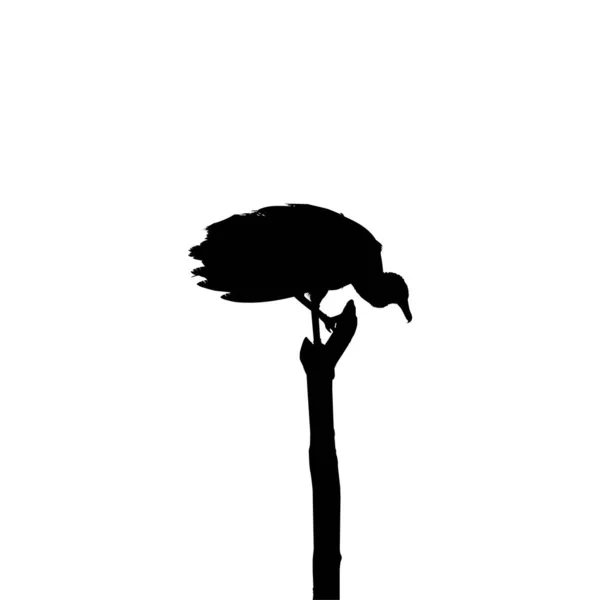 Silhouet Van Zwarte Gier Vogel Gebaseerd Mijn Fotografie Als Beeld — Stockvector
