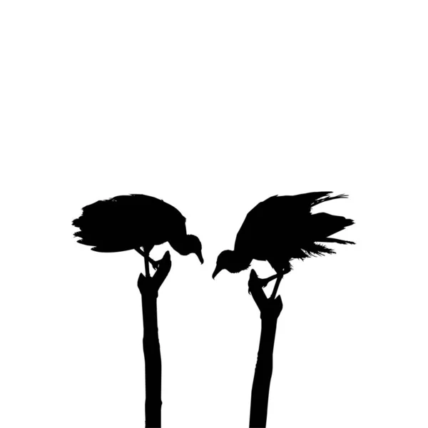 Black Vulture Birdのシルエット 画像参照としての私の写真に基づいて ニケリーの場所 スリナム 南アメリカ ベクターイラスト — ストックベクタ