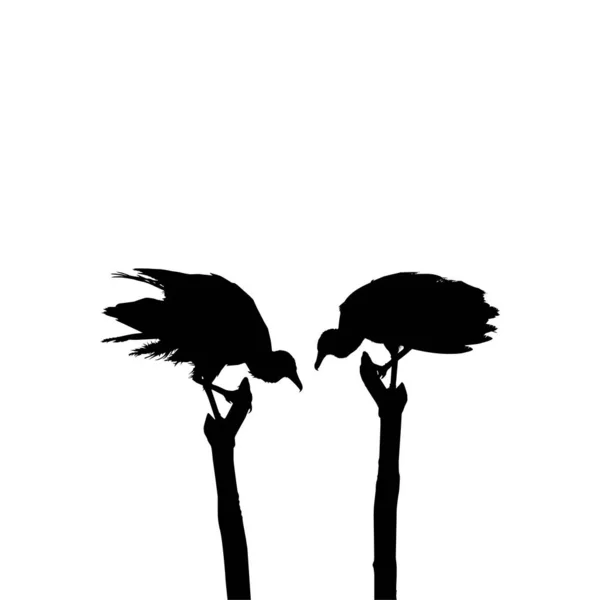Silhuett Black Vulture Bird Baserat Min Fotografi Som Bildreferens Plats — Stock vektor