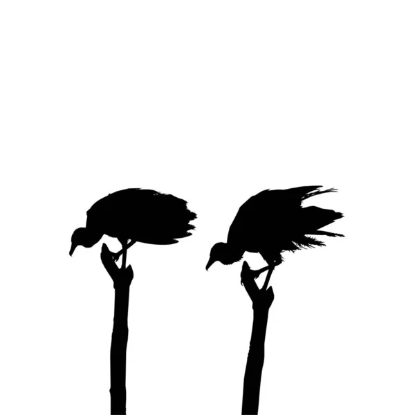 Silueta Del Pájaro Buitre Negro Basado Fotografía Como Referencia Imagen — Vector de stock