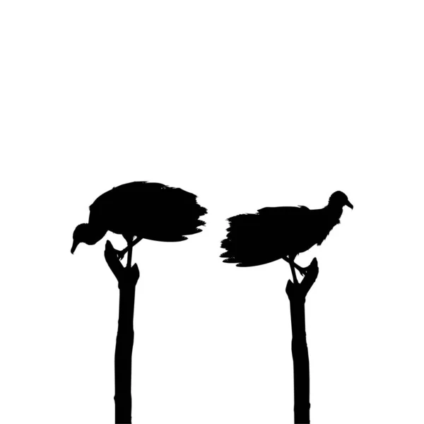 Silhouette Black Vulture Bird Based Photography Image Reference Location Nickerie — 스톡 벡터