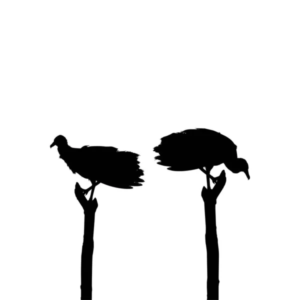 Silueta Del Pájaro Buitre Negro Basado Fotografía Como Referencia Imagen — Archivo Imágenes Vectoriales