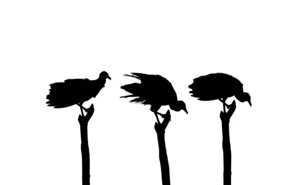 Silhouette Flock Black Vulture Bird Podstawie Mojej Fotografii Jako Odniesienie — Wektor stockowy