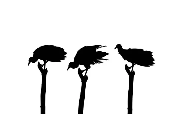 Silhouette Flock Black Vulture Bird Baserat Min Fotografi Som Bildreferens — Stock vektor