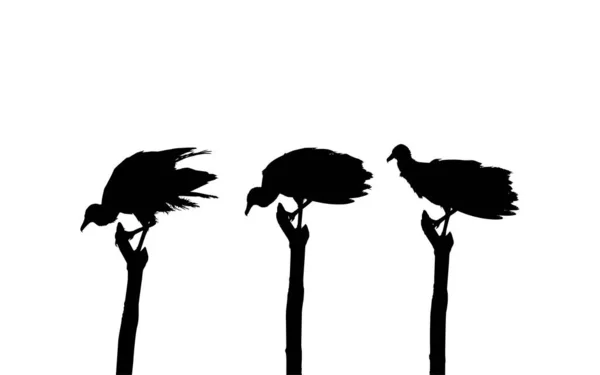 黑色秃鹫鸟群的轮廓 根据我作为影像参考的摄影 位于苏里南的尼克里 病媒图解 — 图库矢量图片