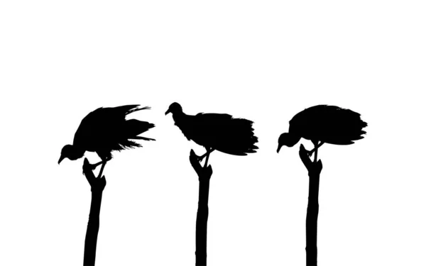 Silhouette Troupeau Oiseau Vautour Noir Après Photographie Comme Référence Image — Image vectorielle