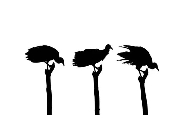 Silhouette Flock Black Vulture Bird Baserat Min Fotografi Som Bildreferens — Stock vektor