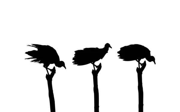Silhouette Troupeau Oiseau Vautour Noir Après Photographie Comme Référence Image — Image vectorielle