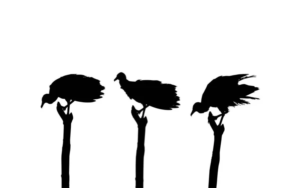 Силуэт Стаи Черной Птицы Основанный Моей Графике Качестве Иллюстрации Location — стоковый вектор