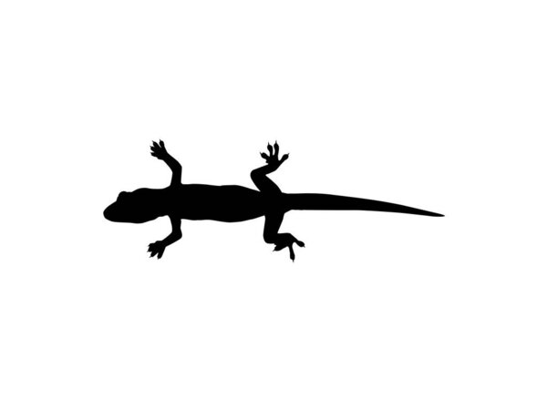 House Lizard также назывался House Gecko или Gekkonidae Silhouette for Art Illustration, Logo, Pictogram or Graphic Design Element. Векторная миграция