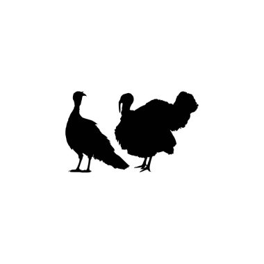 Sanat Illustration, Pictogram veya Grafik Tasarım Elementi için Türkiye Silueti. Türkiye, Meleagris cinsinde büyük bir kuştur. Vektör İllüstrasyonu