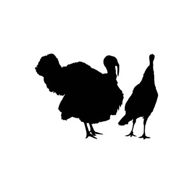 Sanat Illustration, Pictogram veya Grafik Tasarım Elementi için Türkiye Silueti. Türkiye, Meleagris cinsinde büyük bir kuştur. Vektör İllüstrasyonu
