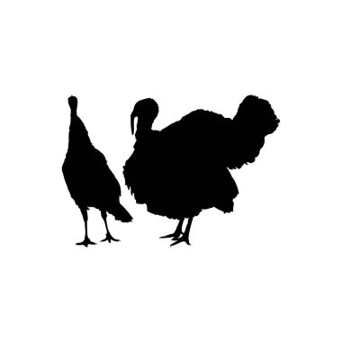 Sanat Illustration, Pictogram veya Grafik Tasarım Elementi için Türkiye Silueti. Türkiye, Meleagris cinsinde büyük bir kuştur. Vektör İllüstrasyonu