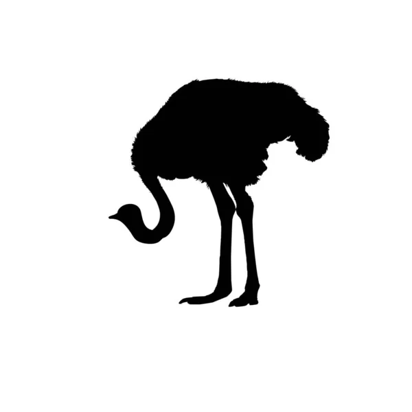 Struisvogel Geïsoleerd Silhouet Voor Logo Pictogram Art Illustration Graphic Design — Stockvector