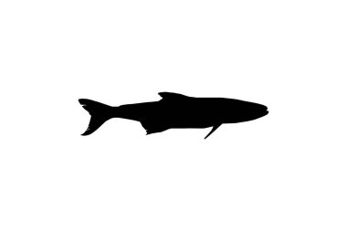 Cobia Fish Silhouette, ayrıca siyah kral balığı, siyah somon, ling, limon balığı, kerevit, müsrif evlat, morina balığı ve siyah bonito olarak da bilinir. Vektör İllüstrasyonu