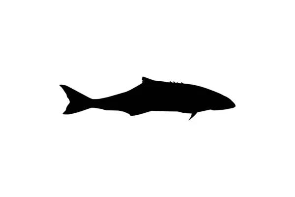 Cobia Fish Silhouette Ayrıca Siyah Kral Balığı Siyah Somon Ling — Stok Vektör