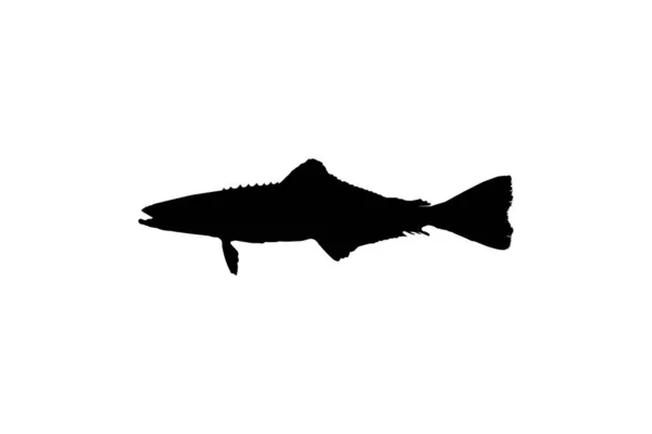 Cobia Fish Silhouette Ayrıca Siyah Kral Balığı Siyah Somon Ling — Stok Vektör