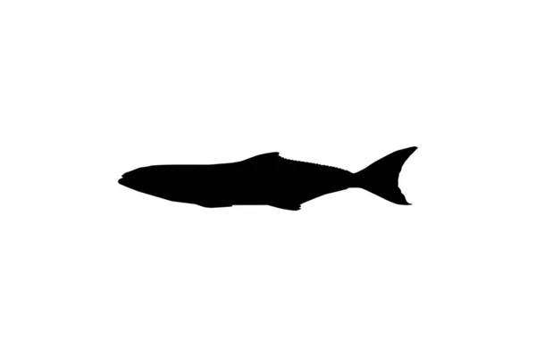 眼镜蛇鱼 Cobia Fish Silhouette 也被称为黑翠鱼 黑鲑鱼 柠檬鱼 鳕鱼和黑骨鱼 病媒图解 — 图库矢量图片