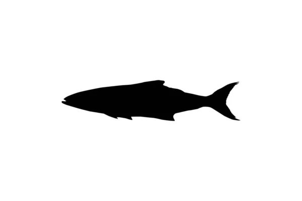 Cobia Fish Silhouette Ook Bekend Als Zwarte Kingfish Zwarte Zalm — Stockvector