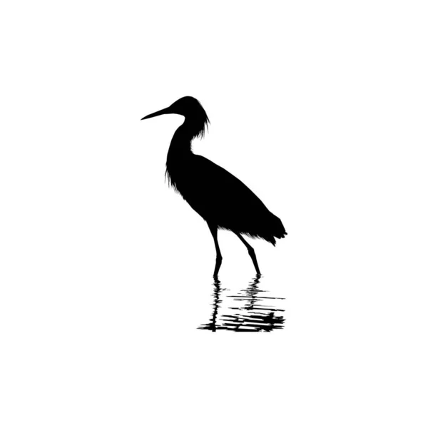 Black Heron Bird Egretta Ardesiaca Noto Anche Come Black Egret — Vettoriale Stock
