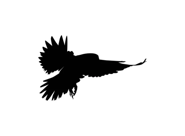 Silhouette Flying Bird Prey Falcon Hawk Logo Pictogram Website Art — Stock Vector