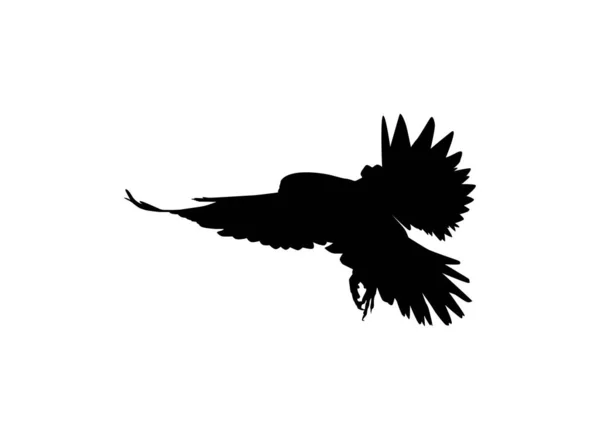 Силуэт Летающей Птицы Хищника Сокола Ястреба Например Пиктограмма Озил Искусство — стоковый вектор
