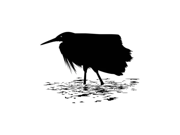 Black Heron Bird Egretta Ardesiaca Vodě Také Známý Jako Black — Stockový vektor