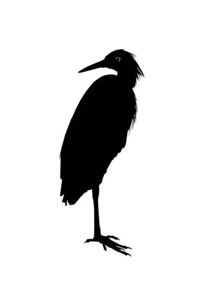Black Heron Bird Egretta Ardesiaca Известный Black Egret Silhouette Art — стоковый вектор