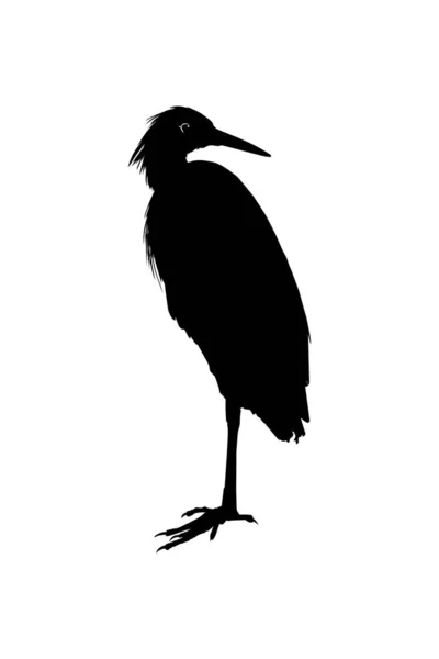 アートイラスト ピクトグラム ウェブサイト グラフィックデザイン要素のための黒いサギシルエット Black Egret Silhouette Egretta Ardesaca としても知られています — ストックベクタ