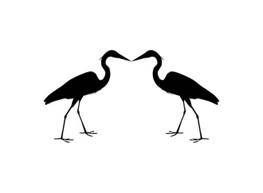 Kara Balıkçıl Kuşu (