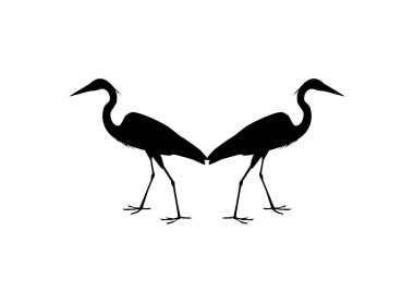 Kara Balıkçıl Kuşu (