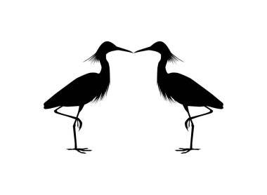 Kara Balıkçıl Kuşu (