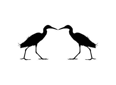 Kara Balıkçıl Kuşu (