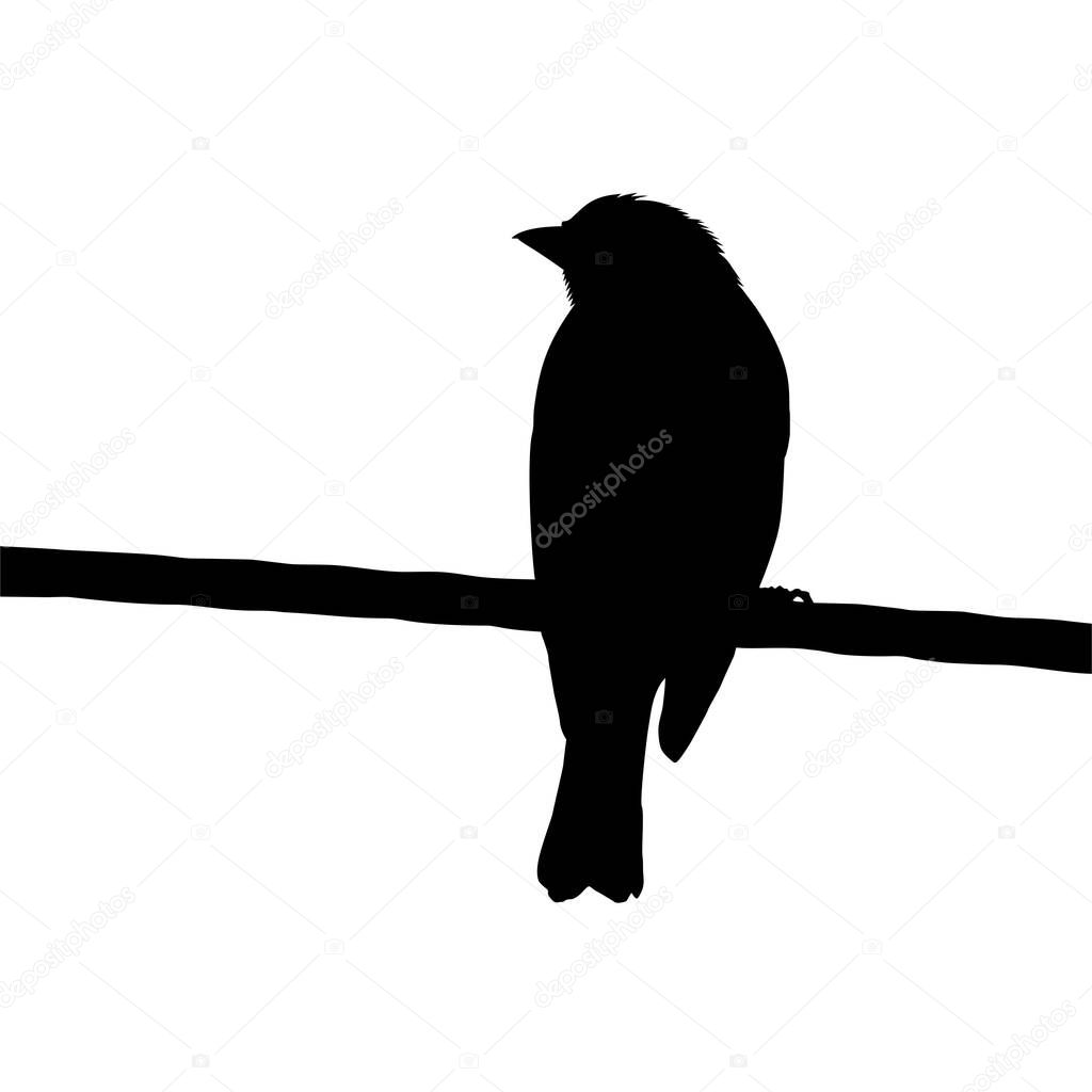 Silhouette of the Bird Perched on the Electrical Wire Base on my Photography. Vector Illustration