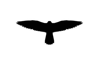 Logo, Pictogram, Web Sitesi, Sanat Resimleri veya Grafik Tasarım Elementi için Uçan Yırtıcı Kuş, Şahin veya Şahin 'in Silueti. Vektör İllüstrasyonu 