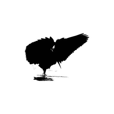 Kara Balıkçıl Kuşu (