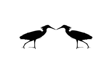 Kara Balıkçıl Kuşu (