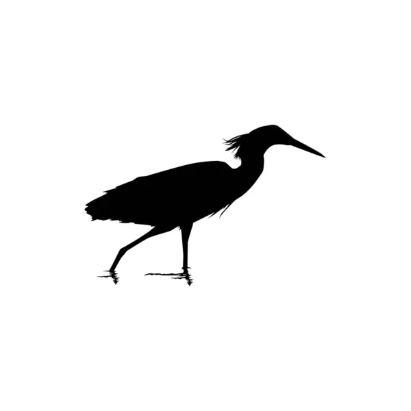 Black Heron Bird Egretta Ardesiaca Ook Bekend Als Black Egret — Stockvector
