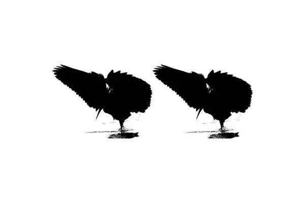 Een Paar Van Black Heron Bird Egretta Ardesiaca Ook Bekend — Stockvector