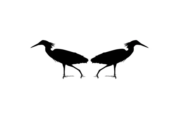 Ζεύγος Black Heron Bird Egretta Ardesiaca Επίσης Γνωστό Black Egret — Διανυσματικό Αρχείο