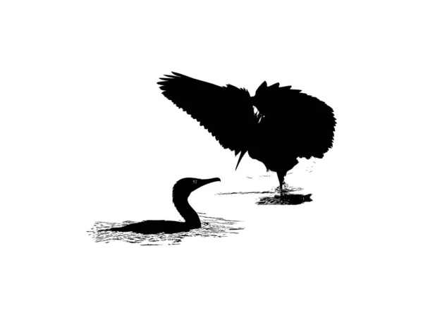 Pair Black Heron Bird Egretta Ardesiaca Also Known Black Egret — Stock Vector