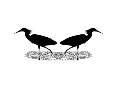 Kara Balıkçıl Kuşu (