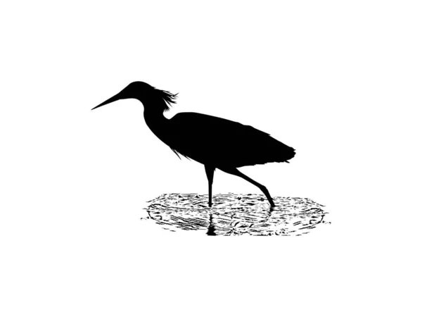 Black Heron Bird Egretta Ardesiaca Também Conhecida Como Black Egret —  Vetores de Stock